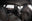 AUDI A7 Sportback S7 TDI 257kW quattro tiptronic 2021