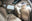 NISSAN Murano 2.5 dCi Tekna Premium AT